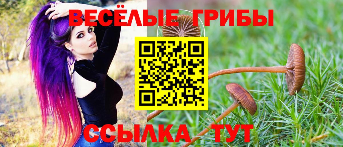 Псилоцибиновые грибы GOLDEN TEACHER Сафоново